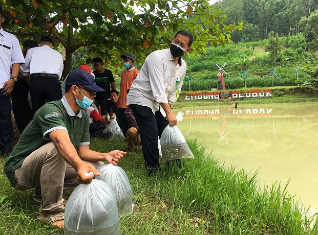 Restoking kali ini yaitu dengan jenis ikan lokal di Embung Blubuk